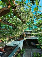 druiven struik, Ophalen, Glas, Aluminium