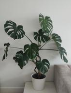 Monstera Deliciosa Kamerplant, Ophalen, 100 tot 150 cm, Overige soorten, Halfschaduw