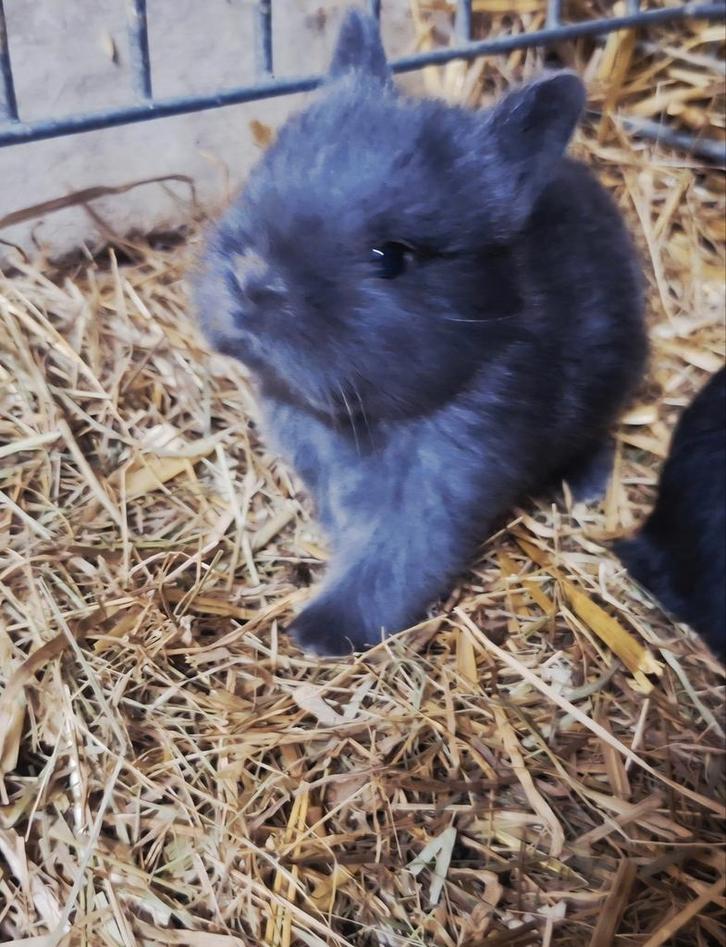 Jonge konijntjes!WENER-blauw In super kleurtje GRIJS, Dieren en Toebehoren, Konijnen, Dwerg, Meerdere dieren