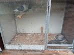 Sierduiven Meeuwen, Dieren en Toebehoren, Meerdere dieren, Overige soorten