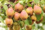 Gieser Wildeman stoofperenboom laag- en halfstam, Lente, Ophalen of Verzenden, 100 tot 250 cm, Perenboom