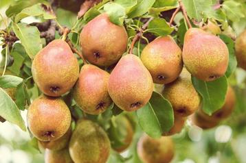 Gieser Wildeman stoofperenboom laag- en halfstam beschikbaar voor biedingen