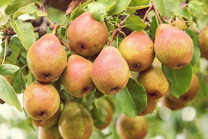 Gieser Wildeman stoofperenboom laag- en halfstam, Tuin en Terras, Planten | Fruitbomen, Perenboom, 100 tot 250 cm, Lente, In pot