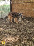 Lieve oudere Piki ter adoptie!, 6 jaar of ouder, Particulier, Rabiës (hondsdolheid), Reu
