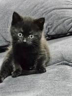 Te koop kitten zwart kater, Dieren en Toebehoren