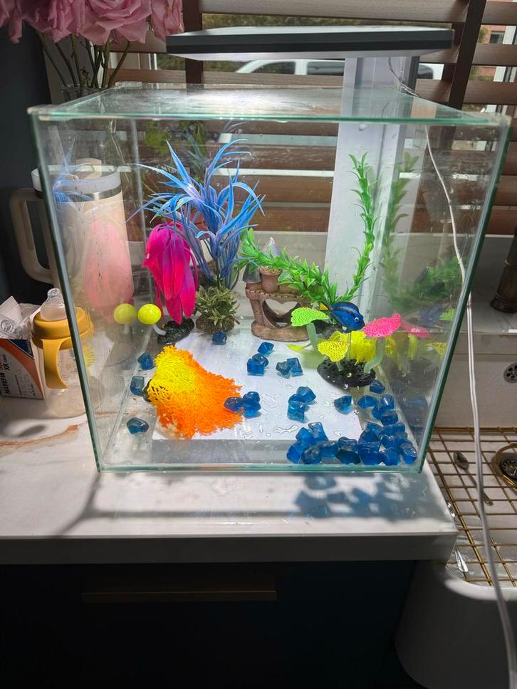 Superfish Qubiq 30 Pro Wit aquarium - 3OL, Dieren en Toebehoren, Insecten en Spinnen