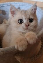 Prachtige britse korthaar kittens, Dieren en Toebehoren, Katten en Kittens | Raskatten | Korthaar, Meerdere dieren, 0 tot 2 jaar