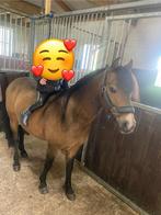 Unieke pony met veel uitstraling, Dieren en Toebehoren, Pony's, Gechipt, B, Ruin, Dressuurpony