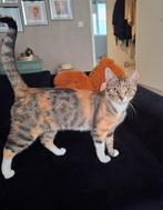 Mooie kat met aparte vacht, Dieren en Toebehoren, Katten en Kittens | Overige Katten, Poes