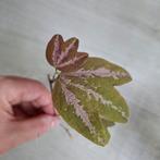 Passiflora Trifasciata - Bijzondere Kamerplant, Overige soorten, In pot, Minder dan 100 cm, Groene kamerplant