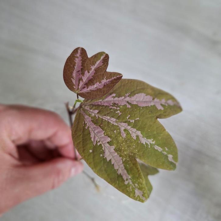 Passiflora Trifasciata - Bijzondere Kamerplant, Huis en Inrichting, Kamerplanten, Overige soorten, Minder dan 100 cm, Groene kamerplant