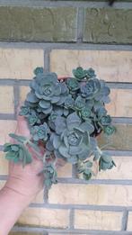 Orostachys vetplant succulent winterhard geen echeveria, Huis en Inrichting, Vetplant, Ophalen of Verzenden, In pot, Minder dan 100 cm