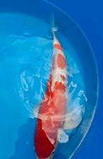 Kohaku, Karper of Koi