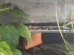Jonge ancistrus red, Dieren en Toebehoren