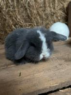 Prachtig minilop rammetje 🩵, Dieren en Toebehoren, Konijnen, Mannelijk, Dwerg