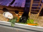 Gezellig cavia koppeltje beschikbaar, Cavia, April, Mannelijk, Tam