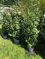 Olijfwilg struik , staat in de kuip . ongeveer 150 cm hoog ., Ophalen, Overige soorten, Struik, 100 tot 250 cm