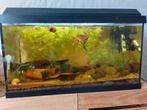 Aquarium planten diverse, Dieren en Toebehoren, Vissen | Aquaria en Toebehoren, Ophalen of Verzenden, Zo goed als nieuw, Plant(en), Steen of Hout