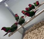 Roodkop amadine man, Dieren en Toebehoren, Vogels | Overige Vogels, Mannelijk