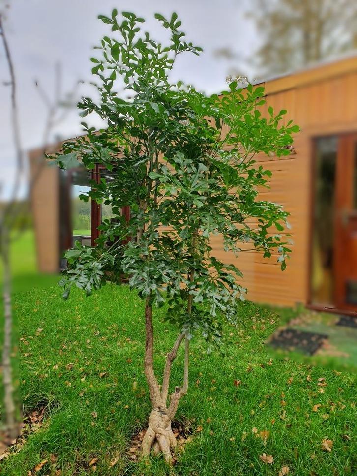 kamerplant philodendron elefantenpoot kantoorplant  groot, Huis en Inrichting, Kamerplanten, Overige soorten, 150 tot 200 cm, Groene kamerplant