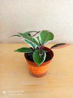 hoya flamingo dream pm 8.5 nummer H1105, Huis en Inrichting, Kamerplanten, Ophalen of Verzenden, Halfschaduw, Minder dan 100 cm