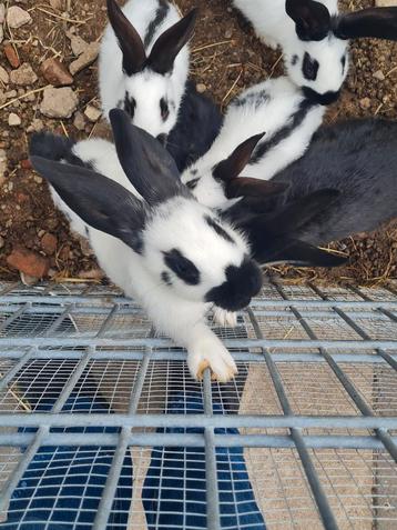 SPOED!! 2 voedsters en 5 rammen zoeken huisje!!! beschikbaar voor biedingen