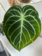 Anthurium Silver Blush XL - Kamerplant, Overige soorten, In pot, Minder dan 100 cm, Groene kamerplant