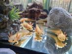 Schattige baby's axolotls bruin en wit, Dieren en Toebehoren