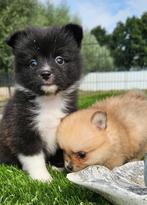 Te koop mooie dwergkees puppies (pomeriaan), Dieren en Toebehoren, Nederland, Keeshond, CDV (hondenziekte), 8 tot 15 weken