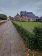 Taxus haag te koop, Tuin en Terras, Ophalen, Taxus, Haag, Minder dan 100 cm