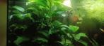 Aquarium plant, Ophalen of Verzenden, Zo goed als nieuw, Plant(en), Steen of Hout