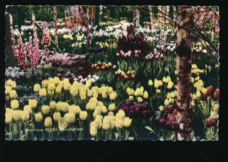 Bovenkarspel - Westfriese Flora [003-4379, Verzamelen, Ansichtkaarten | Nederland, Gelopen, Noord-Holland, 1960 tot 1980, Ophalen of Verzenden