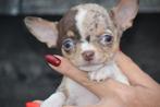 Chihuahua pups direct beschikbaar, Dieren en Toebehoren, Rabiës (hondsdolheid), 15 weken tot 1 jaar, Buitenland, Meerdere