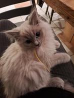 Blue mink ragdoll poesje 3 maanden, Poes, Met stamboom, 0 tot 2 jaar