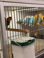 18 jonge kanssplitten dun fallow, Meerdere dieren, Parkiet