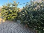 Kerstbomen nordman Te Koop, Overige soorten, 100 tot 250 cm, Zomer, Ophalen