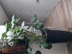 Vingerplant, Huis en Inrichting, Ophalen, Halfschaduw