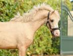 Hele mooie makke palomino pony's, Dieren en Toebehoren, Pony's, Ruin, B pony (1.17m tot 1.27m), Ontwormd, 0 tot 2 jaar