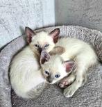 Siamese kittens, Meerdere dieren, Gechipt, 0 tot 2 jaar