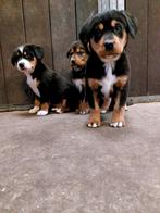 Grote zwitserse sennenhond pups, Dieren en Toebehoren, Honden | Poolhonden, Keeshonden en Oertypen, Overige rassen, 8 tot 15 weken