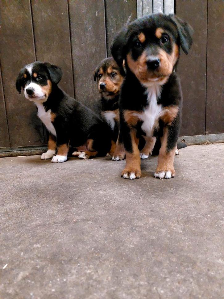 Grote zwitserse sennenhond pups, Dieren en Toebehoren, Honden | Poolhonden, Keeshonden en Oertypen, Meerdere dieren, Overige rassen