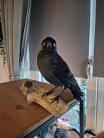 Opgezette kauw taxidermie taxidermy uil raaf havik buizerd, Ophalen of Verzenden, Zo goed als nieuw, Vogel, Opgezet dier