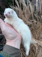 Te koop gezonde micro fretjes zeer klein geboren mei 2025, Dieren en Toebehoren, Overige Dieren, Mei, Meerdere dieren