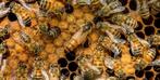 Buckfast koninginnen F1+ P0, Bijen