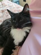 2 prachtige ragdoll poesjes zoeken nog een gouden mandje, Dieren en Toebehoren, Poes, Gechipt, 0 tot 2 jaar