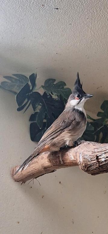 Te koop Roodoorbuulbuul pop 2025 beschikbaar voor biedingen