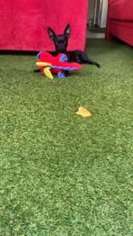 Russische toy terrier, Particulier, 15 weken tot 1 jaar, Overige rassen, CDV (hondenziekte)