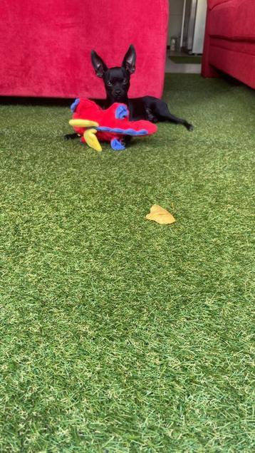 Russische toy terrier beschikbaar voor biedingen