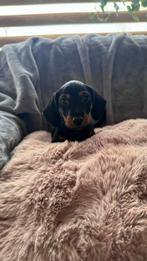 Te koop zeer mooie dwergteckels, Rabiës (hondsdolheid), 8 tot 15 weken, Dwerg, Meerdere