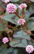 Zaden Persicaria capitata 'Caramel Candy', Ophalen of Verzenden, Zaad